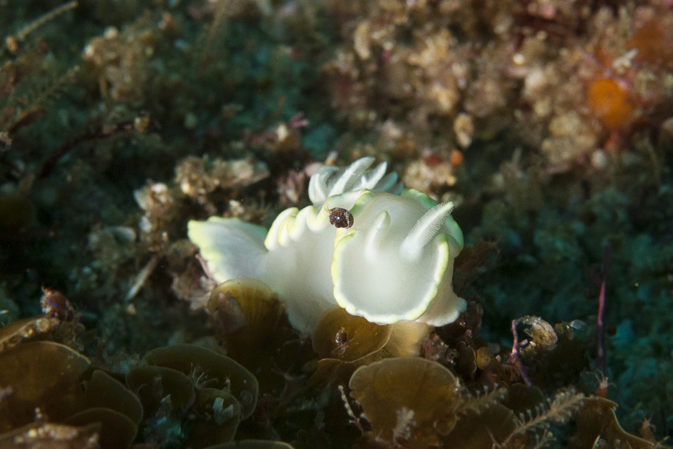 Ardeadoris Egretta with underwater Ladybug