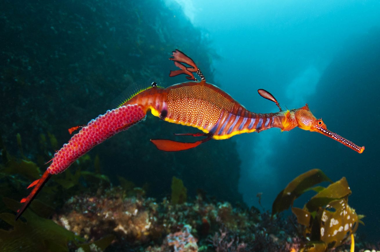 морской дракон рыба черного моря